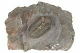 Austerops Trilobite - Jorf, Morocco #189750-1